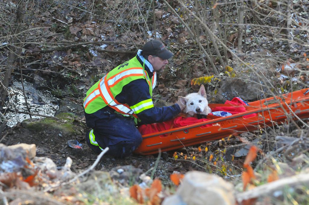 Dog rescued in Homer City